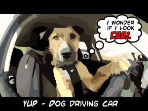 Dogs driving cars 2014