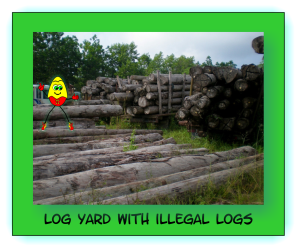Illegal Log Yard