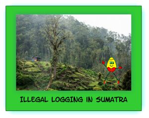 Illegal Logging Sumatra